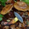 Cyanoboletus pulverulentus, Starkblauender Röhrling